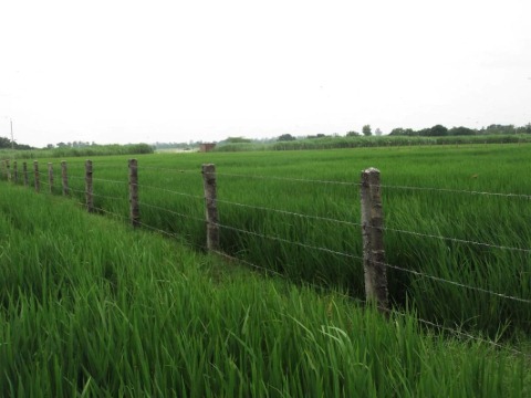 Image Alt Text