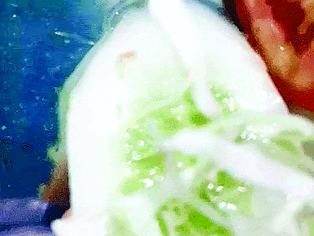 Image Alt Text